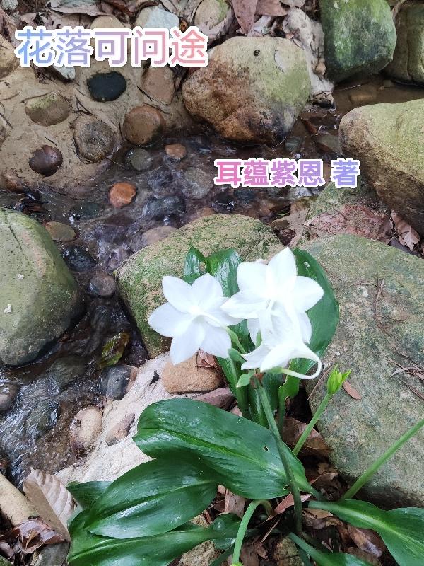 花落一梦